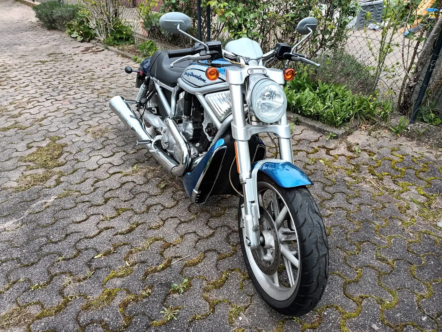 Harley-Davidson VRSC Street Rod Blau - 2