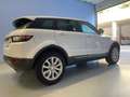 Land Rover Range Rover Evoque 2.0 td4 Pure Business Premium 150 CV Auto Weiß - thumbnail 4