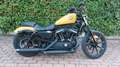 Harley-Davidson XL 883 Giallo - thumbnail 1