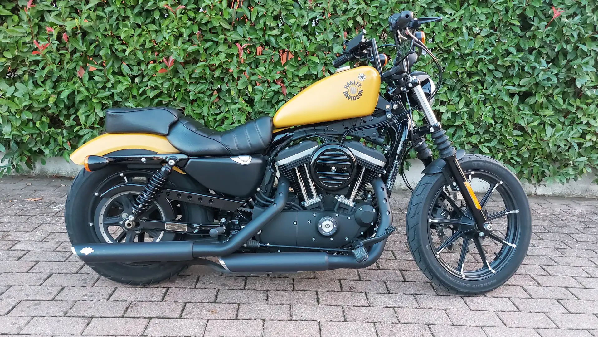 Harley-Davidson XL 883 Giallo - 1