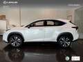 Lexus NX 300 300h Premium 2WD Weiß - thumbnail 14