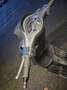 Vespa Sprint 50 S E5 GRIGIO OP Gris - thumbnail 7