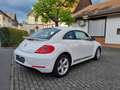 Volkswagen Beetle Sport, *Leder* **Sitzheizung* Scheckheft* Weiß - thumbnail 5