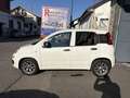 Fiat Panda 1.0 HYBRID VAN IVA ESPOSTA Bianco - thumbnail 3