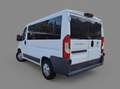 Fiat Ducato 9 Posti panorama Bianco - thumbnail 5