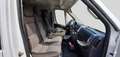 Fiat Ducato 9 Posti panorama Bianco - thumbnail 7