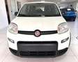 Fiat Panda Panda III 2021 1.0 firefly hybrid City Life s Blanco - thumbnail 2