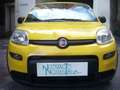 Fiat Panda 1.0 FireFly S&S Hybrid Pandina Urban Radio Giallo - thumbnail 7