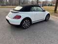 Volkswagen Maggiolino Cabrio 1.4 tsi Sport 150cv dsg - thumbnail 3