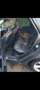 Ford Focus Focus 1.5 TDCi ECOnetic Titanium Gris - thumbnail 5