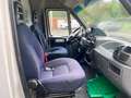 Fiat Ducato DUCATO VERKAUFSWAGEN BORCO-HÖHNS, KÜHLTHEKE 3,5m Blanco - thumbnail 13