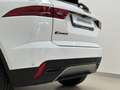 Jaguar E-Pace 2.0D I4 163 CV AWD Auto S Weiß - thumbnail 13