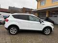 Ford Kuga Champions Edition*NAVI*SHZ*AHK*163PS*AWD** Blanc - thumbnail 6