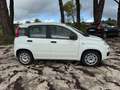 Fiat Panda 1.0 FireFly S&S Hybrid Easy Weiß - thumbnail 4