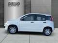 Fiat Panda Gewerbeleasing Klimaanlage Parkpilot ZV,Radio mit Bianco - thumbnail 2