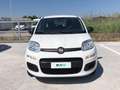Fiat Panda 3ª serie - Panda 1.2 Easy Alb - thumbnail 2