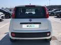 Fiat Panda 3ª serie - Panda 1.2 Easy Alb - thumbnail 5