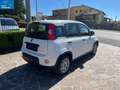 Fiat New Panda 1.0 FireFly 70CV Hybrid S&S-ANCHE PER NEOPATENTATI Bianco - thumbnail 4