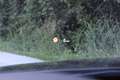 BMW 430 d xDrive M Sport Aut. AHK*HEAD-UP*LEDER*NAVI*LED* Schwarz - thumbnail 23