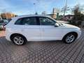 Audi Q5 2.0 TDI 150 CV Sport Bianco - thumbnail 4