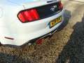 Ford Mustang Ford Cabrio 2.3 ecoboost Bianco - thumbnail 10