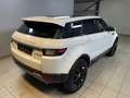 Land Rover Range Rover Evoque Pure Panorama Weiß - thumbnail 3
