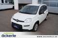 Fiat Panda Base Klima I Bluetooth I DAB I Mild-Hybrid Weiß - thumbnail 1