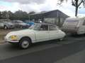 Kip de luxe Wit - thumbnail 6