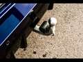 BMW 340 M i TOURING XDRIVETANSANITBLAUPANOAHKINNOVATIO Bleu - thumbnail 22