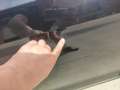 Volkswagen Golf VII 1.6 TDI 115 BLUEMOTION CONFORT LINE garantie 12 mois Noir - thumbnail 25