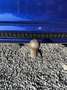 Ford Focus 2.0 TDCi ST Line - thumbnail 6