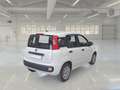 Fiat Panda 1.0 70cv S&S Hybrid 5 PORTE - thumbnail 4