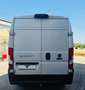 Fiat Ducato Bianco - thumbnail 3
