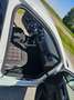 Volkswagen Polo GTI Polo 2,0 TSI GTI GTI Weiß - thumbnail 16