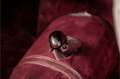Triumph 1800 6 cilinder overdrive Rouge - thumbnail 24