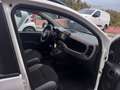 Fiat Panda Panda III 2021 1.0 firefly hybrid s Bianco - thumbnail 12