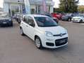 Fiat Panda *PROMO* 1.2 Pop Blanc - thumbnail 3