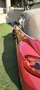 Volkswagen Maggiolino Maggiolino 2011 Cabrio 2.0 tdi bm Sport 150cv Красный - thumbnail 4