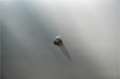 AC Sonstige Bristol roadster S0256 - M1230 Silber - thumbnail 35