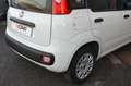 Fiat Panda Panda 1.2 Easy s Weiß - thumbnail 24
