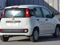 Fiat Panda Panda 1.2 Easy s Weiß - thumbnail 3