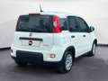 Fiat New Panda 1.0 FireFly Hybrid City Life Blanc - thumbnail 5