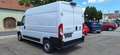 Fiat Ducato KW L2H2 120MT mit Rückfahrkamera Blanc - thumbnail 4