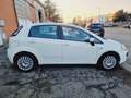 Fiat Punto Evo 5p 1.4 Active 77cv Neopatentati Bianco - thumbnail 7