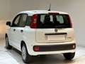 Fiat Panda Panda 1.0 FireFly S&S Hybrid Icon Wit - thumbnail 5