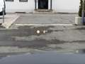 BMW X6 xDrive40d 48V Aut. M-Sport AHK Laser Luft Stand... Grau - thumbnail 20