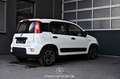 Fiat Panda 1.0 Mild Hybrid City Life Pickerl NEU Weiß - thumbnail 2