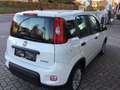 Fiat Panda Hybrid Weiß - thumbnail 3