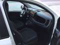 Fiat Panda Hybrid Weiß - thumbnail 5