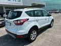 Ford Kuga 2.0 tdci Business s&s awd 150cv powershift White - thumbnail 5